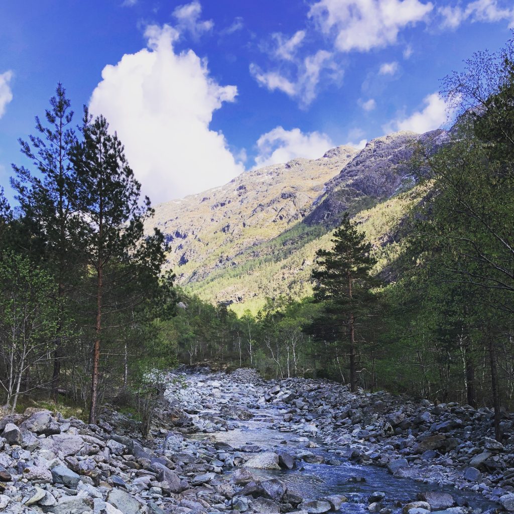 A norwegian landscape with pine trees, sun and a river