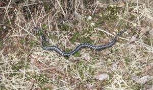 A picture of an adder
