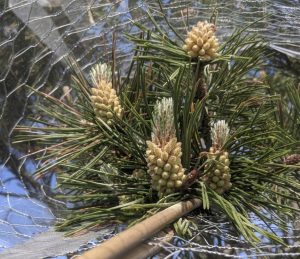 Male pine cones about to shed their pollen under a polyester filter
